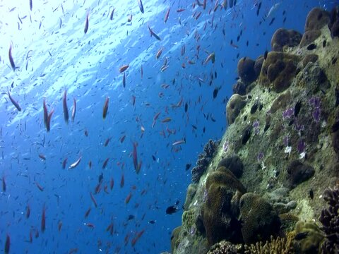 Cloud of glassfishes along boulders