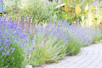 Lavender garden, flower bed in bloom, soft focus, late summer garden with purple lavender,...