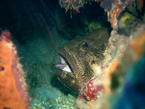 Brown-marbeled or malabar grouper (Epinephelus malabaricus) close up