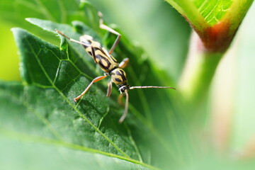 タケトラカミキリ　オクラの葉の上でみつけた　7月