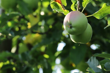 Apples in the orchard
