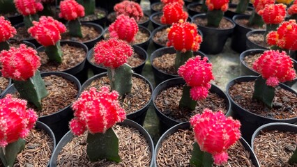 Natural Beautiful Fresh Colorful Succulent Cactus Plants for Interior or Exterior Home Garden Decoration Design purpose with Green Vegetation Farm Environment Background