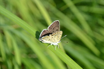 butterfly on a flower