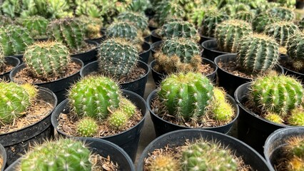 Natural Beautiful Fresh Colorful Succulent Cactus Plants for Interior or Exterior Home Garden Decoration Design purpose with Green Vegetation Farm Environment Background