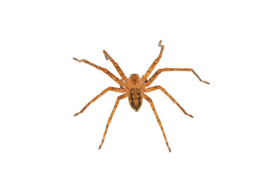 Huntsman spider isolated on white background, Olios argelasius