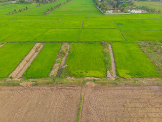 Green paddy rice field agricultural industry