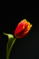 beautiful red tulip flower with yellow fringe on a black background. beautiful flower card