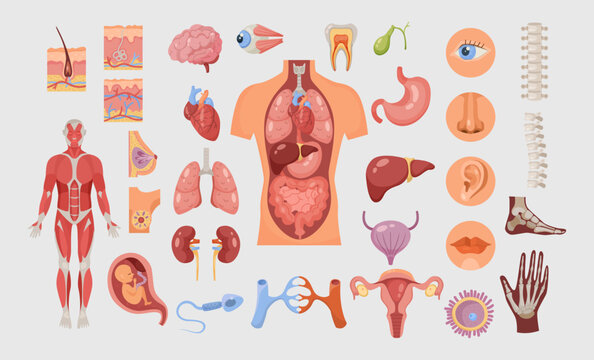Human body parts and internal organs vector illustrations set. Cardiovascular, respiratory and digestive systems isolated on white background. Anatomy, physiology, education, medicine, science concept
