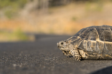 A small land turtle crosses the road.