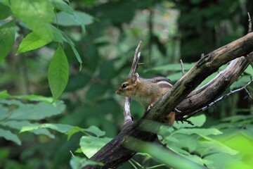 chipmunk on branch.