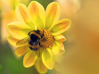 Bee on matching yellow Dahlia flower.