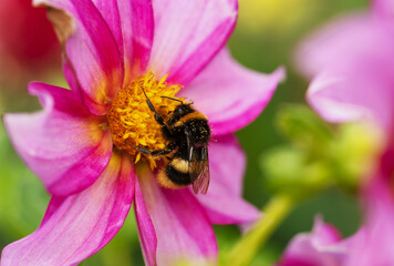 Tree bumble bee on a single pink Dahlia flower.