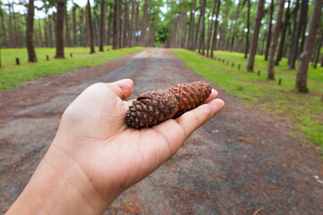 Pine cone on hand in pine tree garden,cedar cone.