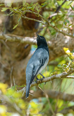 Male Black-headed Cuckooshrike bird perch in a shrub branch close-up shot.