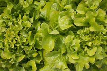 Vegetable background, vegetables, green food in sunlight with full frame filling