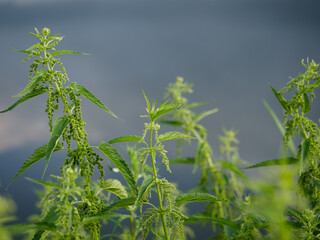Green bushes of young nettles, close-up. Folk medicine, medicinal useful herbs