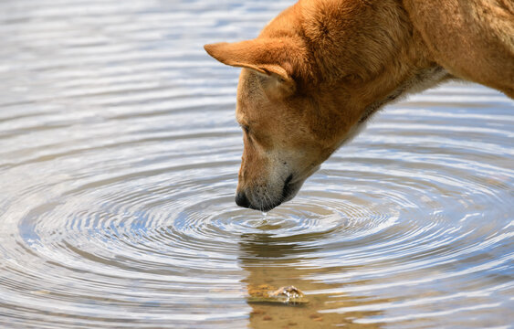 why does my dog drink dirty water