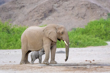 African Elephant (Loxodonta africana), desert-adapted elephant mother nursing calf at waterhole, Hoanib desert, Kaokoland, Namibia.
