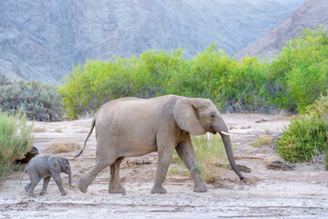 Fototapeta premium African Elephant (Loxodonta africana), desert-adapted elephant mother with calf walking in dried riverbed, Hoanib desert, Kaokoland, Namibia.