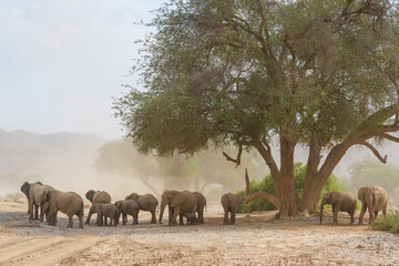 African Elephant (Loxodonta africana), desert-adapted elephant herd with calves, walking in dry...