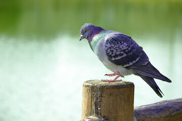 羽根を休める鳩