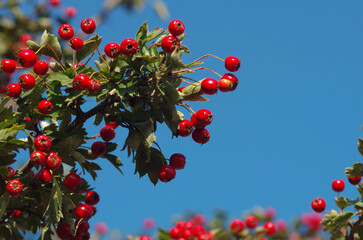 Red berries against the blue sky