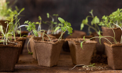 Vegetable seedlings in biodegradable pots on wooden table close up. Urban gardening