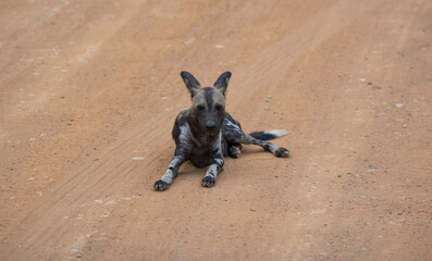 African wild dogs (painted wolf) in their natural habitat in southern Tanzania