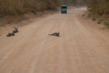 African wild dogs (painted wolf) in their natural habitat in southern Tanzania
