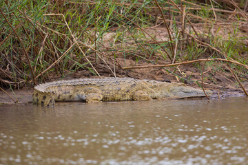Crocodile on the bank of the Rufiji River in Tanzania, East Africa