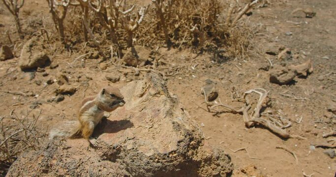 Fuerteventura, Spain. Vacation intertainment . Filming a video through the eyes of a tourist. Gray striped squirrel eats seeds, human hand, runs away. Natural habitat. Cute chipmunk in wildlife.