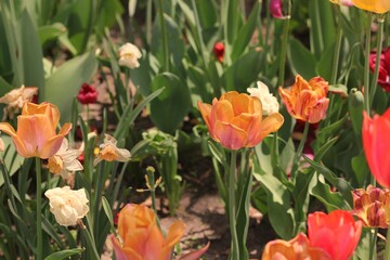 tulips in the garden