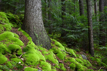 Polish mushroom growing in the forest