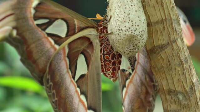 Newly Hatched Atlas Moth (Attacus Atlas) On Cocoon. close up