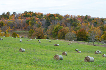 hay bales on a farm in autumn