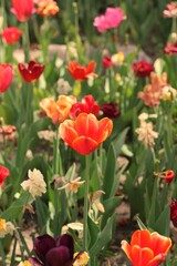 red and yellow tulips