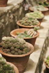 Collection of various tropical cactus in pots