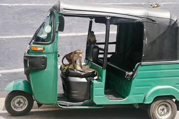 Kandy, Sri Lanka - 20.02.2022: A monkey sitting in green auto rickshaw