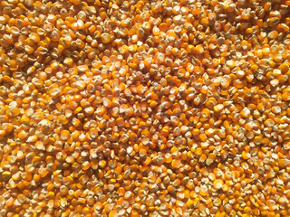 bunch of corn.  the basic ingredients of the popcorn company. corn industry.