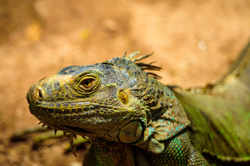 The iguana is looking for prey or food during the hot day.