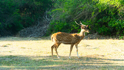 Naklejka na ściany i meble Deer among tropical thickets in the national park of Sri Lanka.