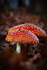 Red Mushroom - Autumn Colors