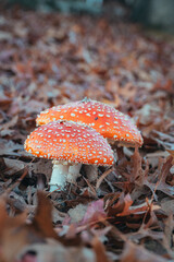 Red Mushroom - Autumn Colors