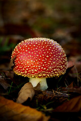 Red Mushroom - Autumn Colors