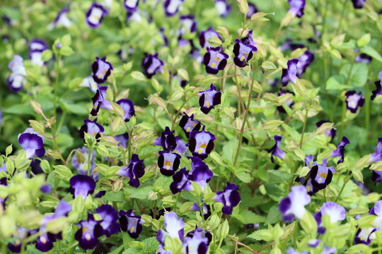 Cambodia. Torenia fournieri, the bluewings or wishbone flower, is an annual plant in the Linderniaceae, with blue, white, or pink flowers that have yellow markings.