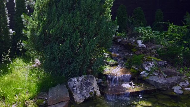 Small garden pond with many decorative plants. Nature concept for design. Small pond on a summer day in the garden. Nature background.