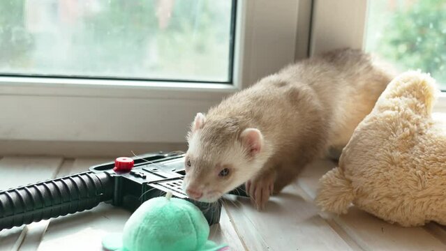 the red-haired domestic ferret walks on the windowsill. unusual pets. food and accessories for rodents.