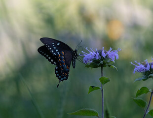 Black swallowtail on purple bee balm flower in Pennsylvania trying to collect pollen and helping to pollinate.