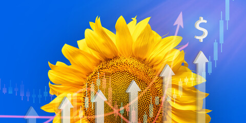 Sunflower flower and ascending charts with dollar sign. Inflation, rising sunflower oil prices,...