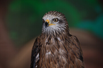 A black kite, Milvus migran, sits in the zoo enclosure and proudly looks to the left. Portrait. Close-up.
